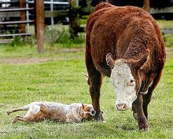 Kuawarri Red Ginny-AKC Herding Australian Cattle Dog