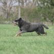 Hazer love to play fetch!