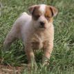 A nice pup by Spader Vintage Vaquero, out of a Rowdy daughter