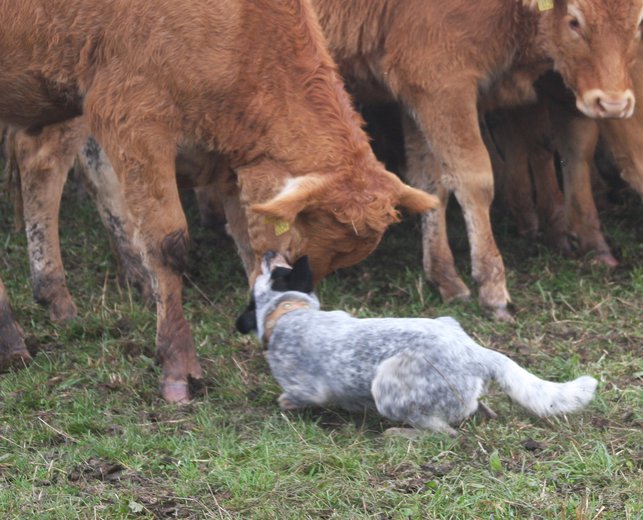 Snjös Blue Deera | Working Australian Cattle Dog
